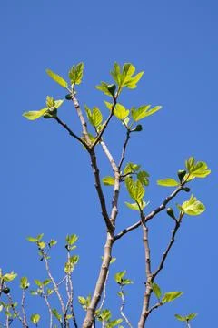Springtime. Fig tree branches with leaves and new fruit against blue sky Stock Photos
