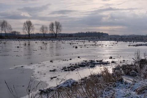 Springtime flooded field and trees around, Bialowieza Forest, Poland, Europe Stock Photos