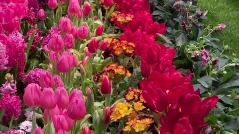 Springtime Floral Abundance Concept: 4K Video Of Rows Of Colorful Tulips An.. Stock Footage 344968874