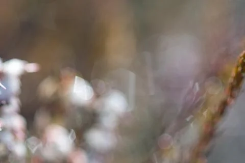 Springtime floral blured bloom background pastel color Stock Photos