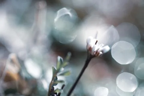 Springtime floral blured bloom background pastel color Stock Photos