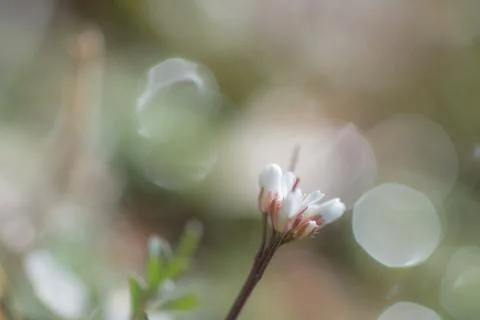 Springtime floral blured bloom background pastel color Foto stock