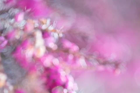 Springtime floral blured bloom background pastel color Stock Photos