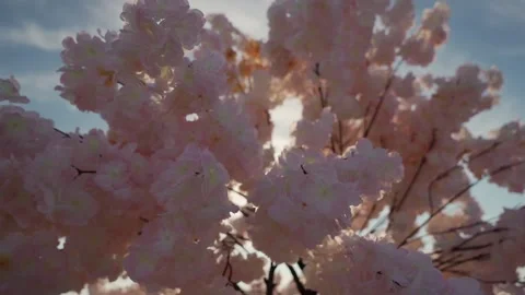 Springtime Floral Scene For Visuals, Delicate Cherry Blossoms Illuminated By Video stock 323771061