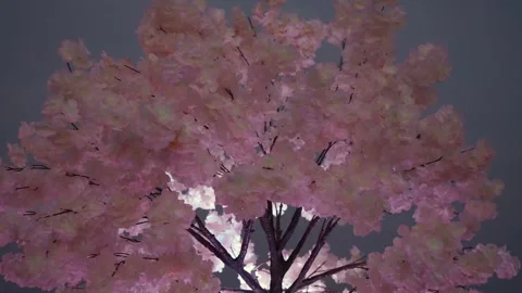 Springtime Floral Scene For Visuals, Delicate Cherry Blossoms Illuminated By Stock Footage 323777634