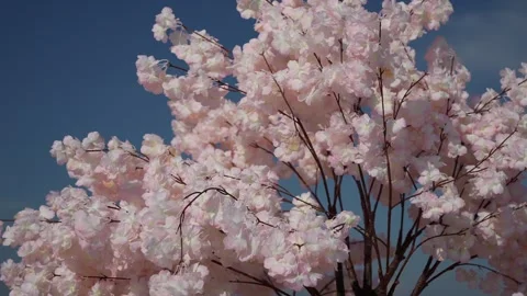 Springtime Floral Scene For Visuals, Delicate Cherry Blossoms Illuminated By Stock Footage 323778279