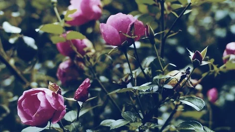 Springtime floral theme backdrops Stock Footage 106571091