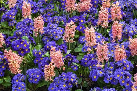 Springtime flower bed background of orange hyacinths and blue purple primrose Fotos de archivo