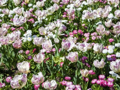 Springtime flower bed background of pink white tulips and red bellis perennis Stock Photos