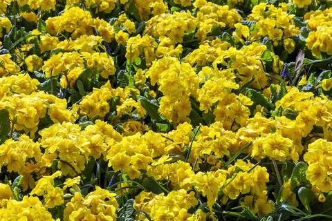 Springtime flower bed background of primrose (primula) plants 库存照片