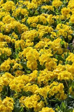 Springtime flower bed background of primrose (primula) plants Photos