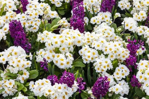 Springtime flower bed background of purple hyacinths and white primrose plant 库存照片