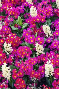 Springtime flower bed background of white hyacinths and red primrose plants Stockfoto's