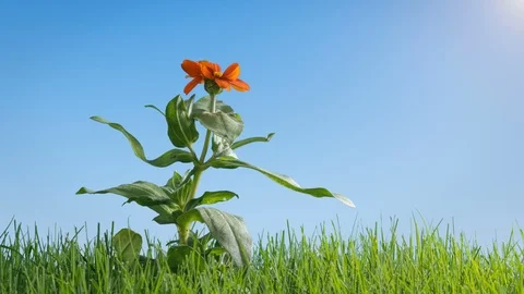 Springtime Flower Blooming Outdoors in Front Lawn Time Lapse Stock Footage 90513672