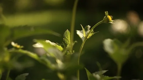 Springtime. flower Stock Footage 101026867