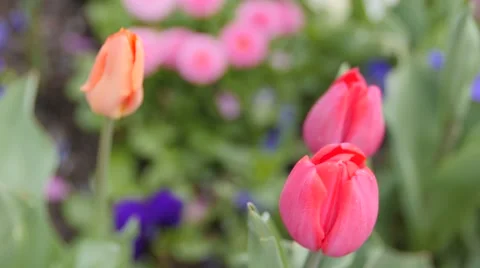Springtime flower gardens in april Stock Footage 49150066