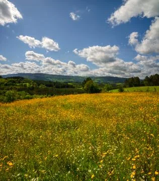 Springtime flower landscape Foto stock