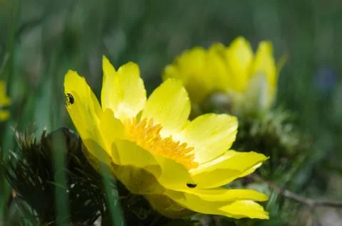 Springtime flower, pheasant's eye Stock Photos