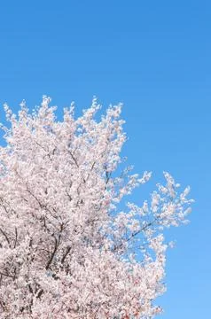 Springtime flowering cherry tree against the clear blue sky Stock Photos