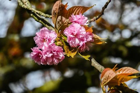 Springtime flowers and blossoms Stock Photos