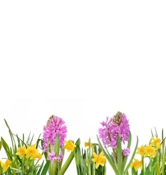 Springtime flowers blooming Stock Photos