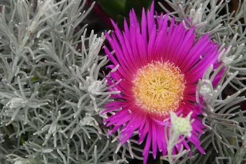 Springtime flowers blooming Stock Photos