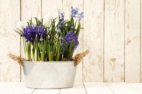 Springtime, flowers composition in pots isolated on wooden white blank backgr Stock Photos
