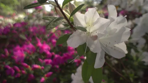 Springtime (flowers) Stock Footage 22631389