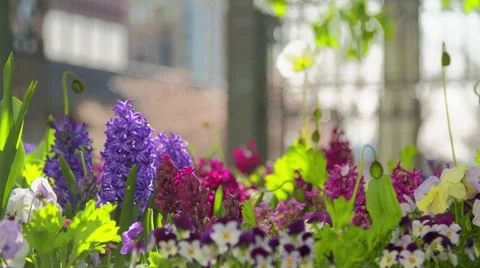 Springtime flowers Stock-Footage 49146019