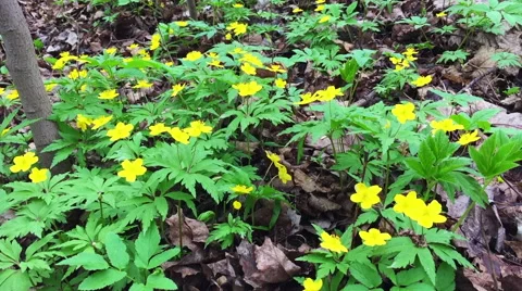 Springtime flowers Stock Footage 66694028