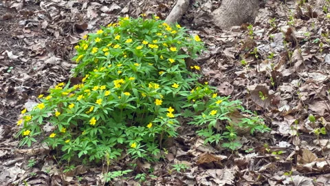 Springtime flowers Stock Footage 306952754