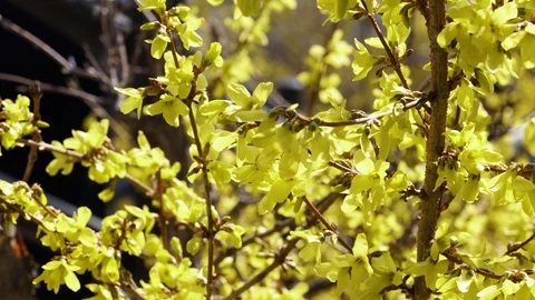 Springtime Flowers Forsythia Vídeo Stock 105897073