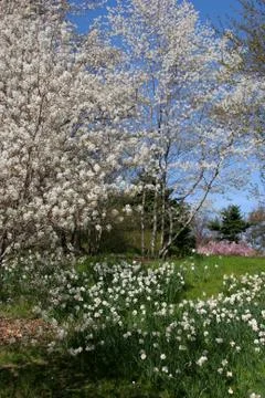 Springtime Flowers Stock Illustration
