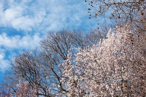 Springtime flowers Stock Photos