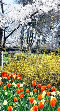 Springtime Flowers. Stock Photos