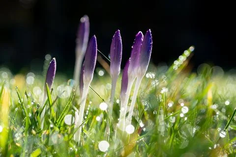 Springtime flowers Foto stock