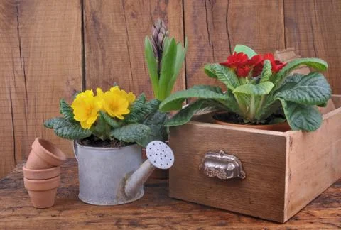 Springtime flowers in rustic decor Stock Photos