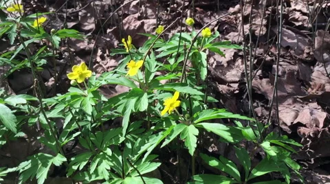 Springtime flowers in the woods Stock Footage 66691864