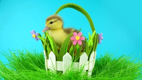 Springtime with fluffy duckling in decorative basket on green grass Stock Footage 73029086