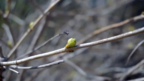 Springtime Foliage of a Variety of Blossoms Video stock 137428997