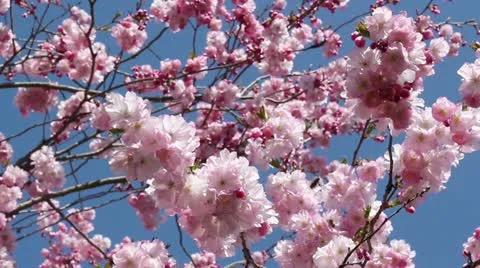 Springtime Stock Footage 10866684