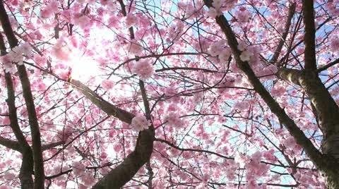 Springtime Stock Footage 10867005