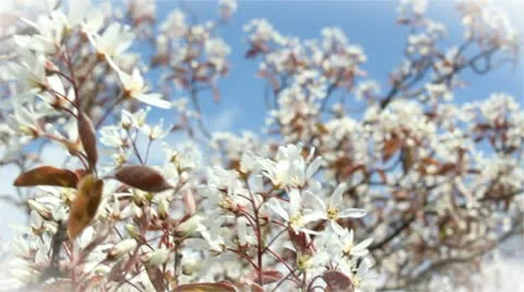 Springtime Stock Footage 10897190