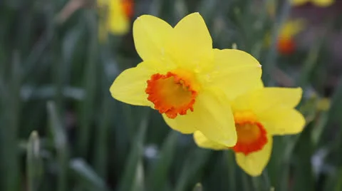 Springtime Stock Footage 22732585