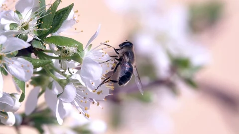 Springtime Stock Footage 127769889