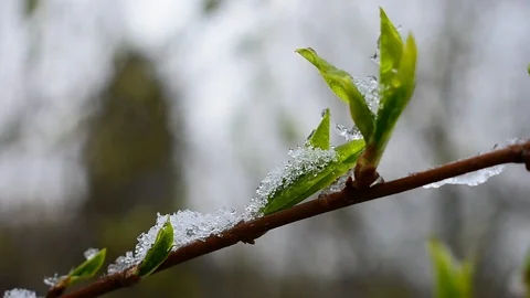 Springtime Stock Footage 128800751