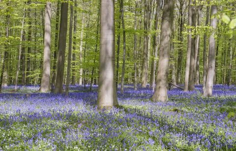 Springtime forest with beech trees and bluebells blooming Stock Photos
