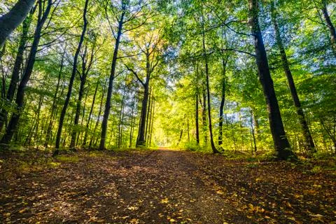 Springtime in the forest with fresh green trees Stock Photos