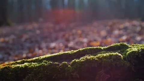 Springtime in the forest. Moss blooming in the forest in spring. 스톡 동영상 303638276