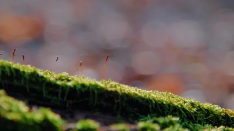Springtime in the forest. Moss blooming in the forest in spring. Stock Footage 303638291